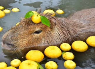Capybara là con gì? (Ảnh: Internet)
