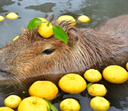 Capybara là con gì: “Bộ trưởng ngoại giao” thành hot trend mxh 2024 Capybara là con gì? (Ảnh: Internet)
