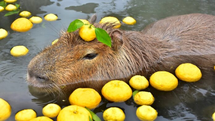 Capybara là con gì? (Ảnh: Internet)