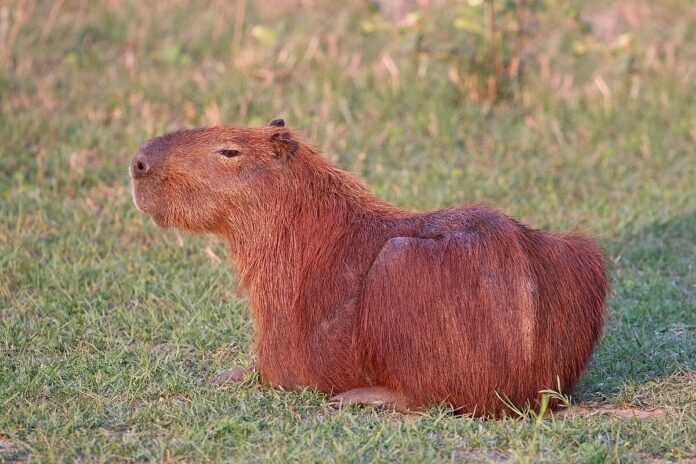 Capybara là con gì? (Ảnh: Internet)