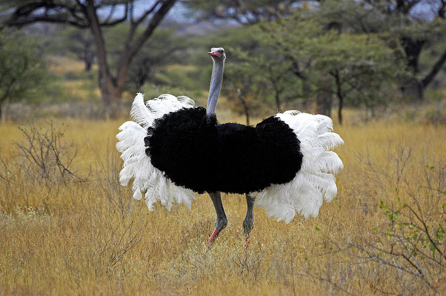 Đà điểu - loài chim lớn nhất còn sống trên trái đất (Nguồn: Internet)