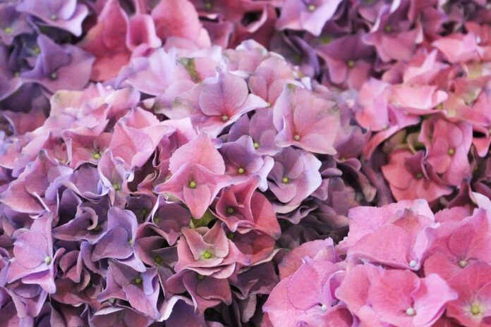 Hình hoa cẩm tú cầu đẹp, rực rỡ (Ảnh: Internet)