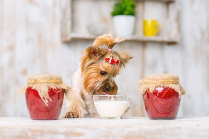 Sữa chua là lựa chọn dinh dưỡng tốt để bổ sung vào chế độ ăn của chó cưng (Nguồn: Internet)