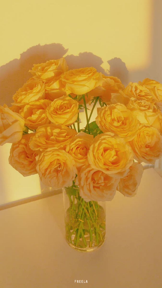 Ý nghĩa hoa hồng vàng: 999+ hình nền hoa hồng vàng đẹp, may mắn nhất Câu Chuyện Hoa Hồng hình nền hoa hồng vàng hoa hồng vàng hoa hồng vàng hình nền hoa hồng vàng ý nghĩa Lưu Diệc Phi hoa hồng vàng Ý nghĩa hoa hồng