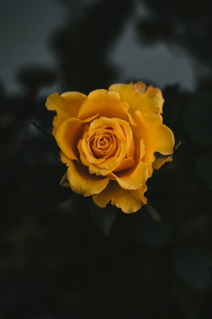 Ý nghĩa hoa hồng vàng: 999+ hình nền hoa hồng vàng đẹp, may mắn nhất Câu Chuyện Hoa Hồng hình nền hoa hồng vàng hoa hồng vàng hoa hồng vàng hình nền hoa hồng vàng ý nghĩa Lưu Diệc Phi hoa hồng vàng Ý nghĩa hoa hồng