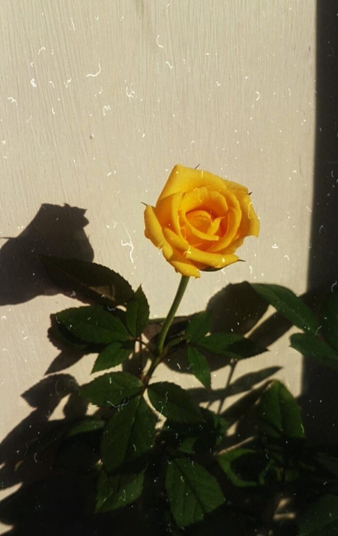 Hình nền hoa hồng vàng đẹp, may mắn nhất (Ảnh: Internet)
