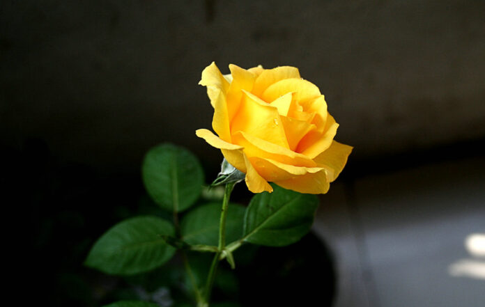 Hoa hồng vàng mang ý nghĩa quan tâm, động viên
