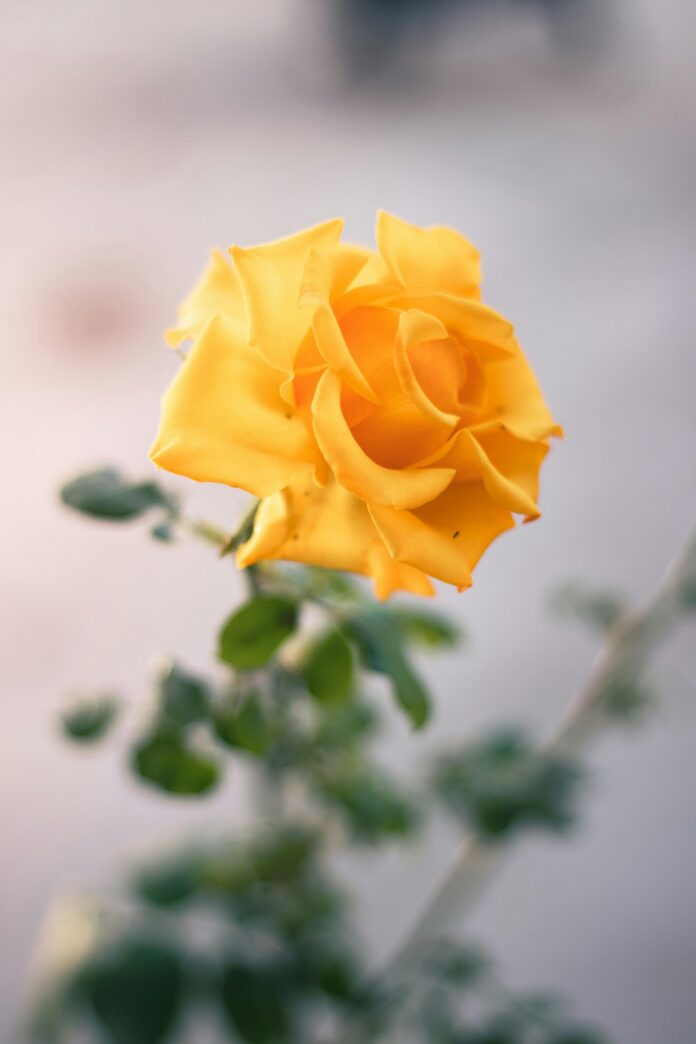 Hình nền hoa hồng vàng đẹp, may mắn nhất (Ảnh: Internet)