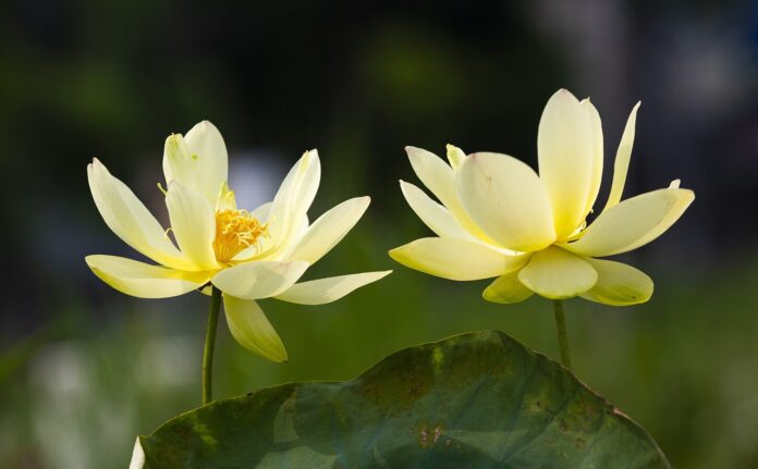 Hình hoa sen đẹp (Nguồn: Internet)