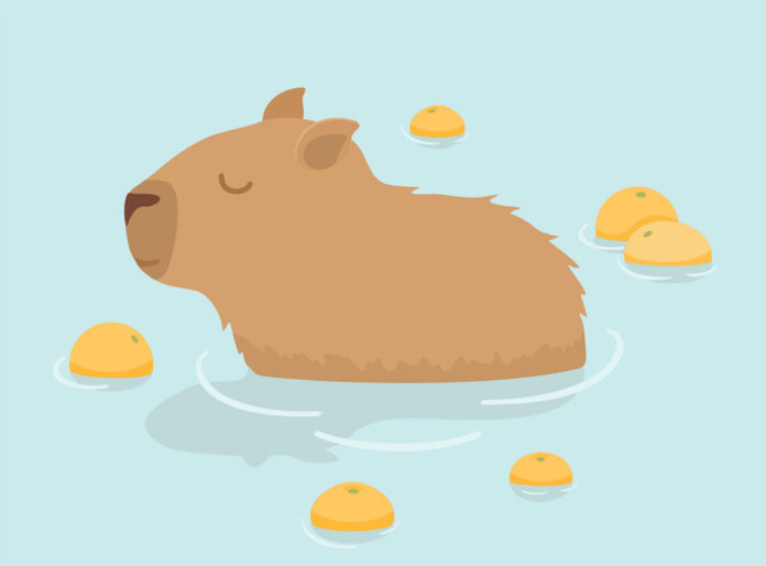 Hình nền Capybara siêu đáng yêu