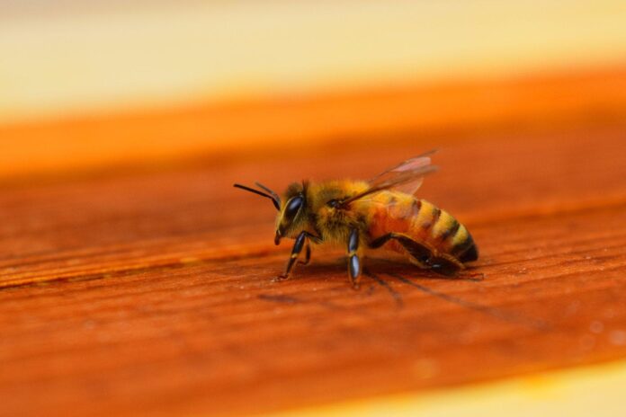 Ong bay vào nhà là điềm gì: Ong làm tổ trong nhà là may hay xui, có nên đuổi đi? ong bay vào nhà ong bay vào nhà điềm gì ong bay vào nhà may hay xui ong bay vào nhà thì sao ong làm tổ trong nhà