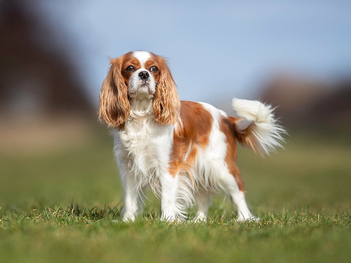 Chó Cavalier King Charles Spaniel