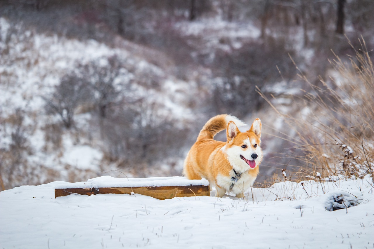 Chó Corgi