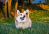 8 lý do khiến Corgi là thú cưng tuyệt vời Tuổi thọ cao