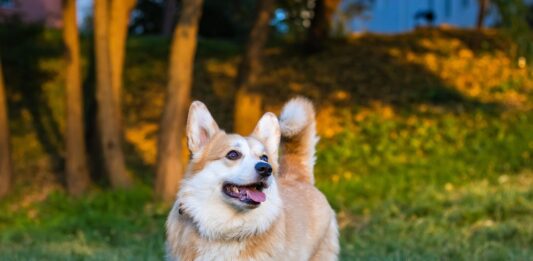 8 lý do khiến Corgi là thú cưng tuyệt vời Tuổi thọ cao