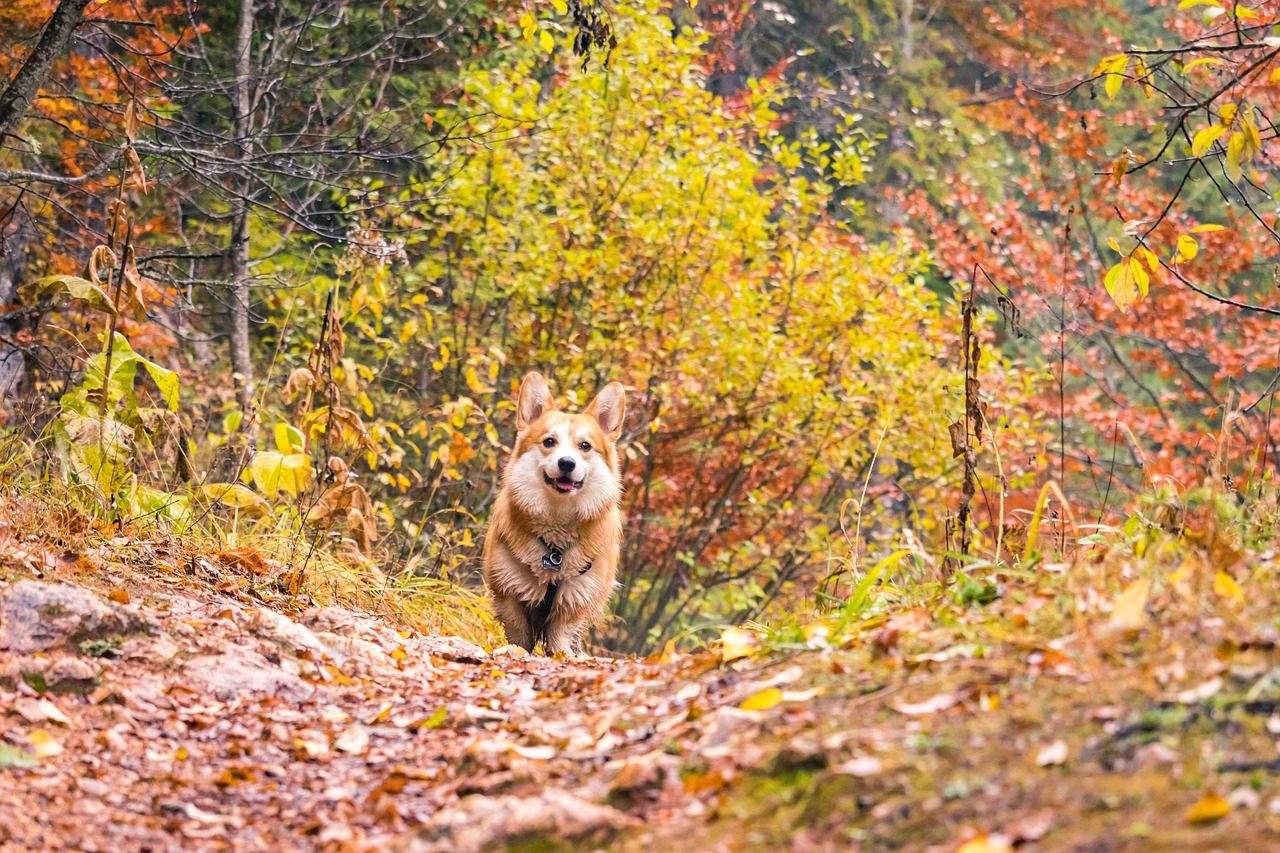 Chó Corgi