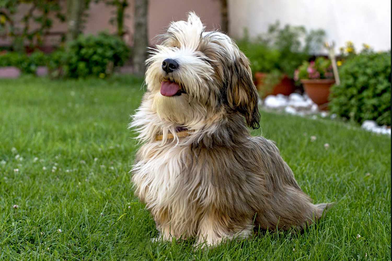 Chó Havanese