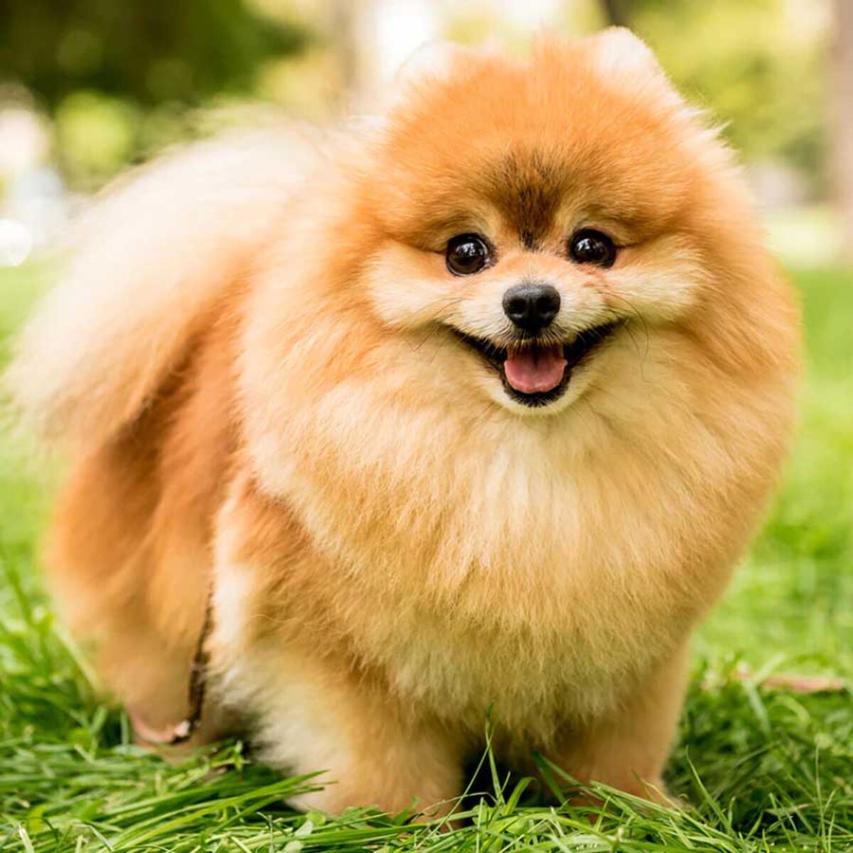 Chó Pomeranian