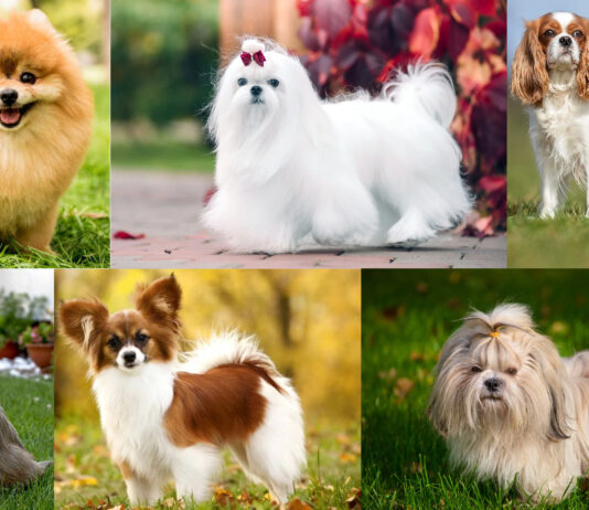 giống chó nhỏ lông xù