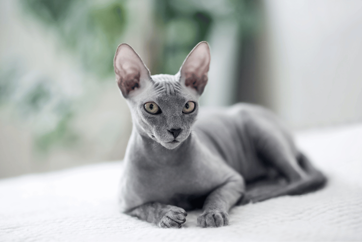 Mèo Peterbald