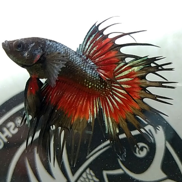 Betta Crowntail - Vương Miện Kiêu Hãnh Dưới Nước (Nguồn: Internet)