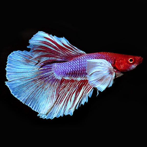 Top 5 giống cá beta được ưa chuộng nhất 2024 Betta Crowntail Betta Dumbo Ear Betta Halfmoon Betta Koi Betta Plakat biểu tượng bùng nổ cá cảnh cuốn hút đa dạng đam mê giống cá beta được ưa chuộng nhất khám phá lộng lẫy mạnh mẽ người yêu phổ biến thế giới top 5 vẻ đẹp yêu thích