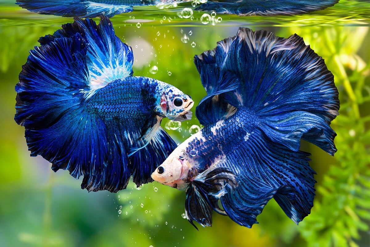 Betta Halfmoon – Tuyệt Tác Nửa Vầng Trăng Sắc Màu (Nguồn: Internet)