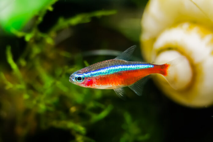 Cá Neon Tetra