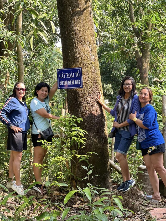 Check in cây Xoài tổ (nguồn: The Mango Trail)