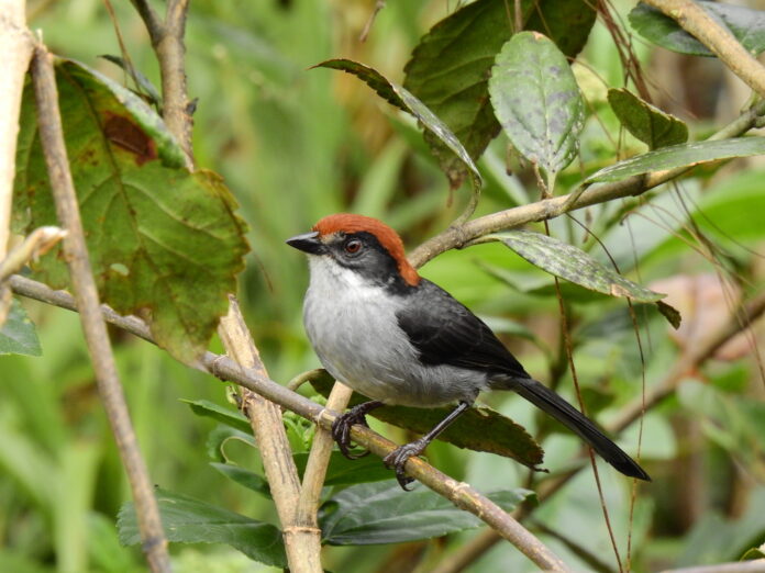 Chim sẻ bụi Antioquia