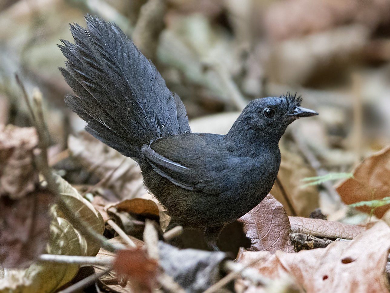 Chim sẻ Stresemann's Bristlefront