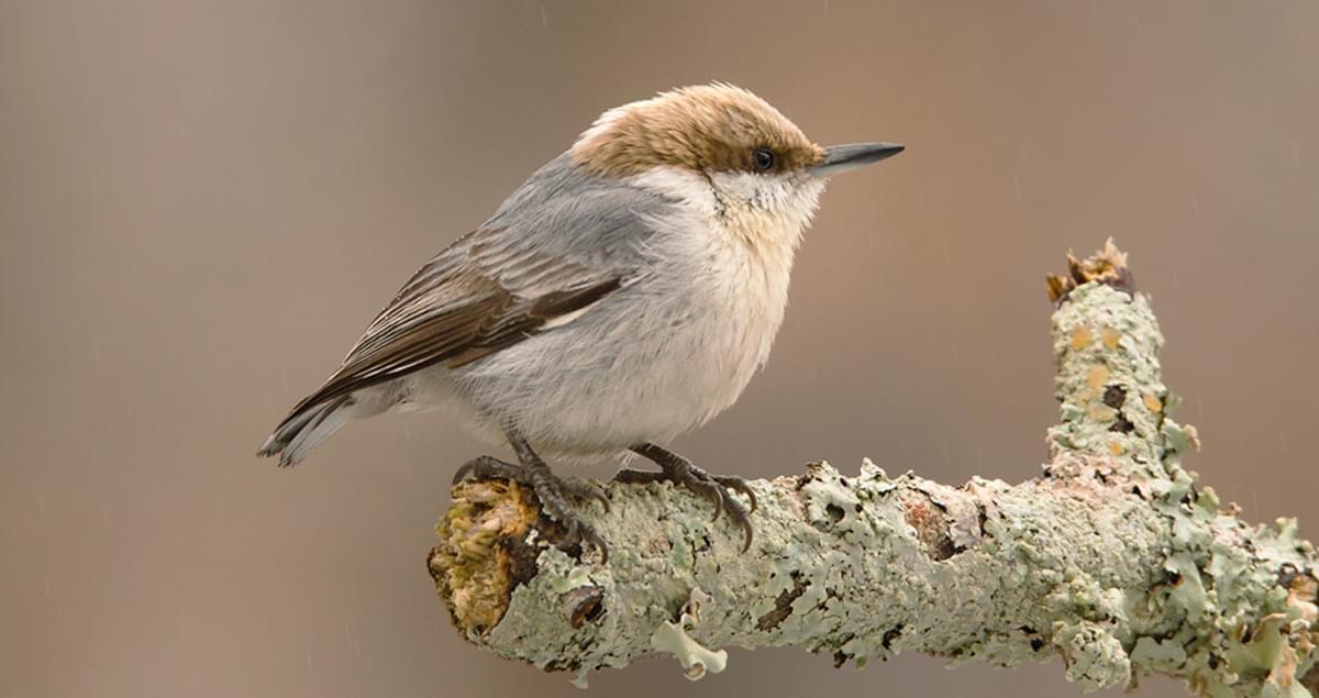 Chim Nuthatch Bahama