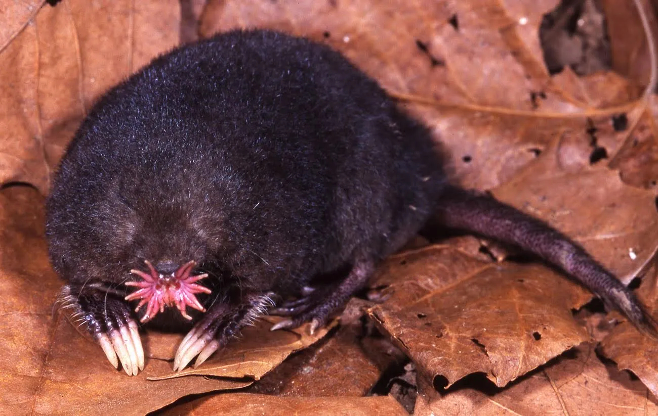 Star-Nosed Mole