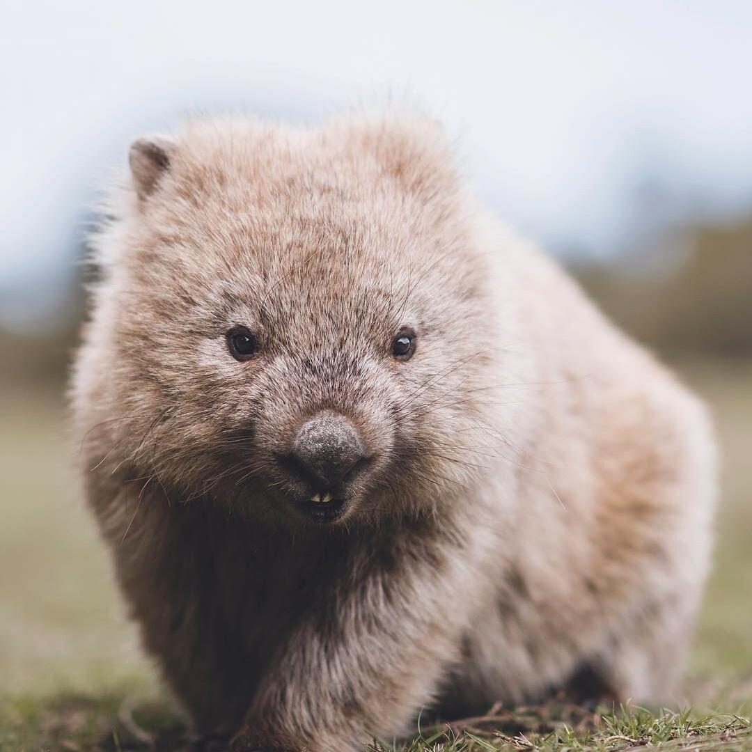 Gấu túi mũi trần Wombat (Nguồn: Internet)