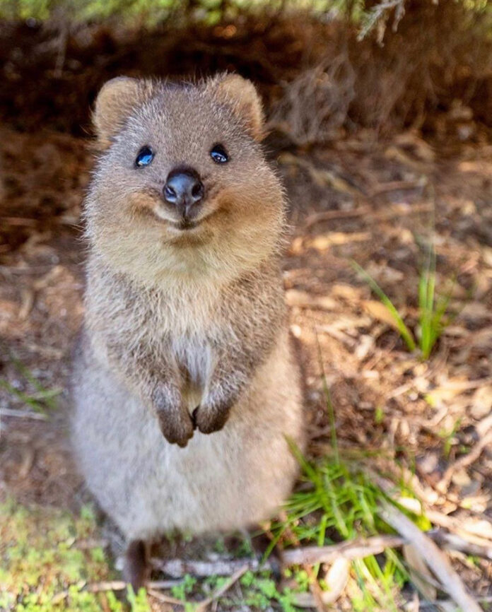 Quokka có nụ cười vô cùng rạng rỡ (Nguồn: Internet)