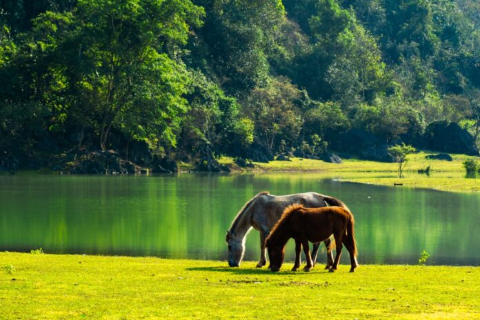 sự thật thú vị về ngựa