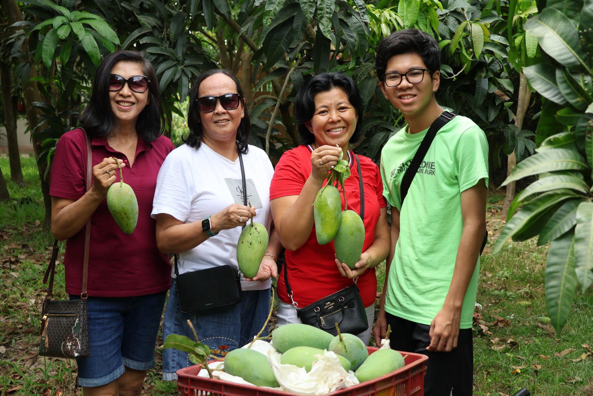 Thu hoạch Xoài tại vườn (nguồn: The Mango Trail)