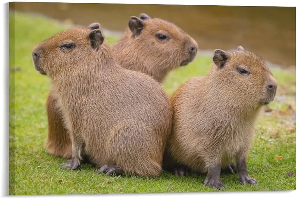 Vẻ ngoài hài hước của Capybara (Nguồn: Internet)