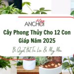 Cây Phong Thủy Cho 12 Con Giáp Năm 2025