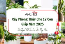 Cây Phong Thủy Cho 12 Con Giáp Năm 2025