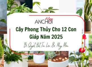 Cây Phong Thủy Cho 12 Con Giáp Năm 2025