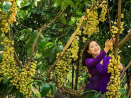 Tiền Giang – Xứ Sở Trái Cây Đặc Sản Ngọt Lành Say Đắm Lòng Người