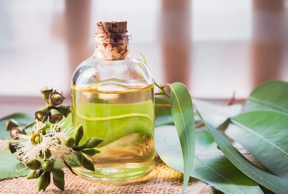 Loại tinh dầu khuynh diệp nào tốt nhất?