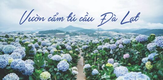 Check-in 12 vườn hoa cẩm tú cầu Đà Lạt mới, đẹp nhất 2025