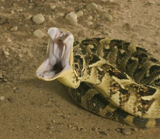 Ophidiophobia