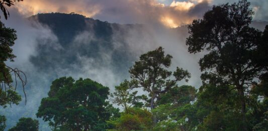 Rừng mây Los Quetzales (Nguồn: Internet)