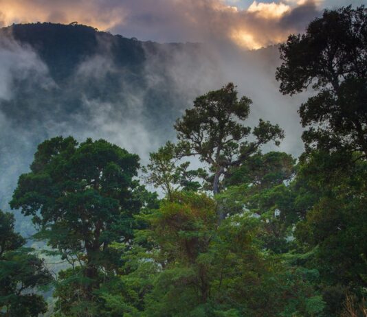 Rừng mây Los Quetzales (Nguồn: Internet)
