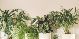 Cách chăm sóc và trang trí cây xanh trong nhà để không gian “xanh – sạch – đẹp” Chú ý tưới đủ ẩm – không để úng (Nguồn ảnh: Internet)