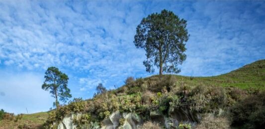 Dòng suối rong xanh trong vắt (cre ảnh : IG @realraw.nz)