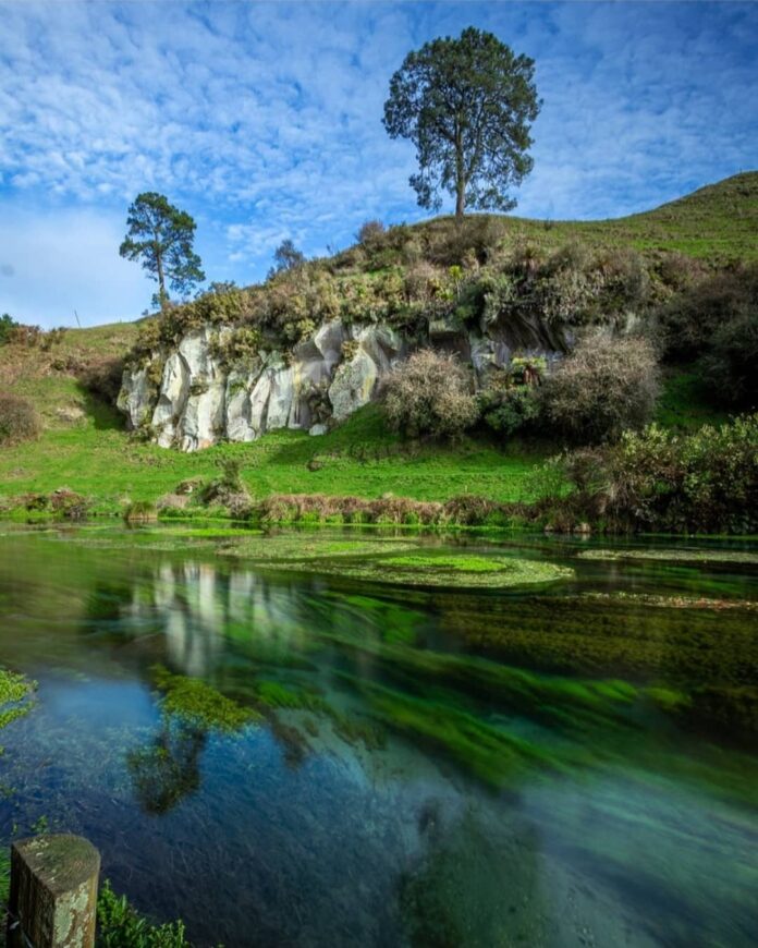 Dòng suối rong xanh trong vắt (cre ảnh : IG @realraw.nz)